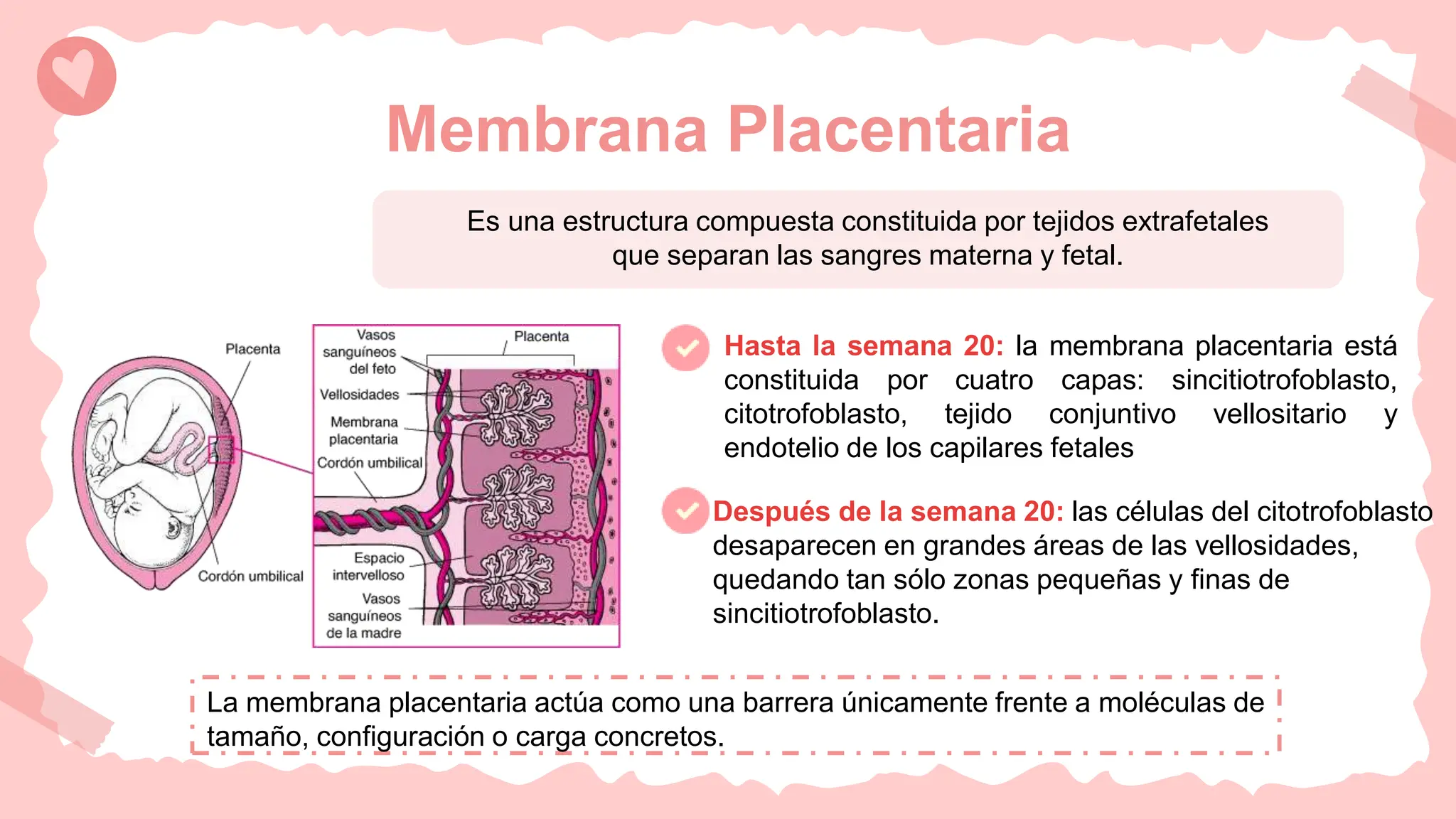 PLACENTA Y MEMBRANAS FETALES - DIAPOSITIVAS.pptx