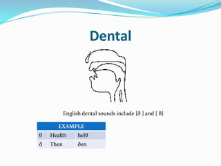 Dental



           English dental sounds include [ð ] and [ θ]

       EXAMPLE
θ   Health       helθ
ð   Then         ðen
 