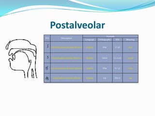 Postalveolar
                                                                 Example
IPA              Description
                                            Language   Orthography          IPA     Meaning


      Voiceless palato-alveolar fricative   English       ship             [ʃɪp]     ship




       Voiced palato-alveolar fricative     English      vision        [vɪʒən]       vision



      Voiceless palato-alveolar affricate   English       chip             [tʃɪp]    chip



       Voiced palato-alveolar affricate     English        jug             [dʒʌɡ]     jug
 