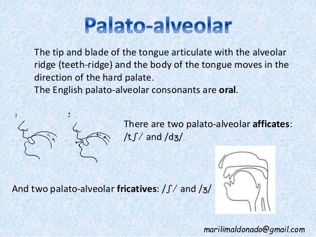 English Consonants - Place of articulation alveolar ridge diagram 