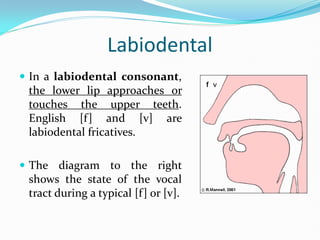 Comprehensive Overview of Places of Articulation in English Phonetics | PDF