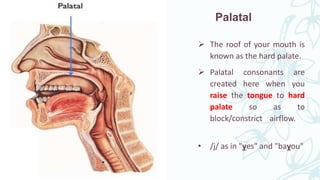 Palatal Letters Places_of_Articulation_of_Consonant_soun.pptx