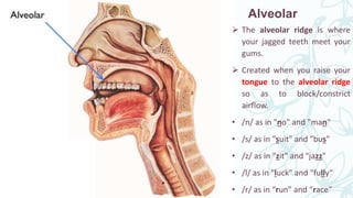 Places_of_Articulation_of_Consonant_soun.pptx