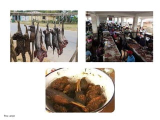 Unsustainable wild meat use
• Large-scale commercial hunting for urban markets
• Hunting (targeted, opportunistic, or inci...