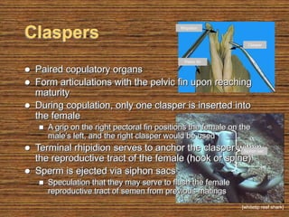 Claspers Function PLACENTATION IN ELASMOBRANCHS | PPT