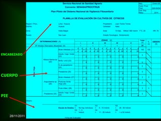 Servicio Nacional de Sanidad Agraria                                                                                 Mes:            Enero-09
                                                                                                                                                                                                  Coód. Prod.
                                                                                 Convenio: SENASA/PROCITRUS                                                                                       Pred.           028-00254
                                                                                                                                                                                                  Cod. Esp.
                                                              Plan Piloto del Sistema Nacional de Vigilancia Fitosanitaria                                                                        Resp.:            2214


                                                                             PLANILLA DE EVALUACIÓN EN CULTIVOS DE CITRICOS

                   Region / Prov.:                                      Lima - Huaura                                                     Propietario:         Juan Torres Torres
                   Distrito:                                            Huaura                                                            Variedad:            Hass

                   Zona:                                                Vista Alegre                                                      Area:                10 Has.        Altitud: 560 msnm T°C: 25            HR: 70

                   Fundo:                                               San Juan                                                          Estado Fenologico: Brotamiento

                                                                                                                                     ZONAS           (2)                                           Total
                                                 DETERMINACIONES (1)                                                                                                                                        %.    OBSERV
                                                                                                    I                II                    III                  IV                   V              (3)
                                                                                                                                                                                                            (4)     (5)
                                            Nº Arboles Obsrvados (Muestras) (6)                     1                1                     1                    1                     1             20
                                                                                                4       4   4    4        4      4    4          4   4     4         4   4       4   4        4
                                                                        Brote infestado (21)                                                                                                        100    100
                                                                                                4       4   20   4        4     20    4          4   20    4         4   20      4   4       20
ENCABEZADO                                                              Adulto / hoja / brote
                                                                        (22)
                                                                                                                                                                                                     0
                                                                                                            0                    0                   0                   0                    0
                                                     Mosca blanca sp
                                                                     Ninfa / cm2 (23)
                                                          (20)                                              0                    0                   0                   0                    0      0
                                                                        % de parasitismo
                                                                                                                                                                                                     0
                                                                        (24)
                             Brote / Hoja




                                                                                                            0                    0                   0                   0                    0

                                                                        Predatores (25)                                                                                                              0
                                                                                                            0                    0                   0                   0                    0
CUERPO                                                                  Brote infsetado (27)                                                                                                         0      0
                                                                                                            0                    0                   0                   0                    0
                                                      Argyrotaenia sp   Posturas /brote
                                                                                                                                                                                                     0
                                                           (26)         /hoja (28)                          0                    0                   0                   0                    0

                                                                        Fruto infest. (29)                                                                                                           0      0
                                                                                                            0                    0                   0                   0                    0
                                                                        Adulto / hoja / brote

PIE
                                                      Predatores (33)                                                                                                                                0
                                                                        (34)                                0                    0                   0                   0                    0

                   Observ.

                                                                                          G1                                  G3                               G5
                                                                        Escala de Grados: =  No hay individuos                =  6 - 10 Individ.               =  26 - 50 Individ.
                                                                                          G2 1 - 5                            G4                               G6
                                                                                          =  Individ.                         =  11 - 25 Individ.              =  > a 50 Individ.

      28/11/2011                                                                Firma del Evaluador
 