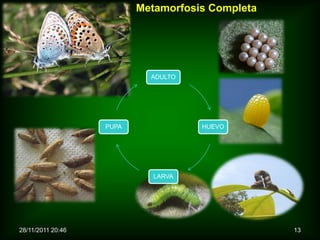 Metamorfosis Completa




                            ADULTO




                   PUPA              HUEVO




                             LARVA




28/11/2011 20:46                                  13
 