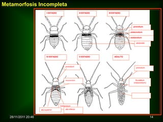 Metamorfosis Incompleta
                           I ESTADIO                       II ESTADIO   III ESTADIO




                                                                                        pronotum

                                                                                      mesonotum

                                                                                      metanotum

                                                                                           abdomén




                           IV ESTADIO                      V ESTADIO         ADULTO



                                            pronotum
                                                                                           pronotum




                                            mesonotum                                    Scutellum
                                                                                        (mesonotum)




                                                                                        ala superior




                                        metanotum
                     ala superior           ala inferior


  28/11/2011 20:46                                                                                     14
 