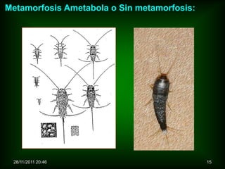 Metamorfosis Ametabola o Sin metamorfosis:




 28/11/2011 20:46                            15
 