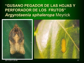 “GUSANO PEGADOR DE LAS HOJAS Y
PERFORADOR DE LOS FRUTOS”
Argyrotaenia sphaleropa Meyrick




28/11/2011 20:46                  17
 