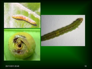 28/11/2011 20:46   18
 