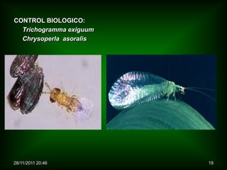 CONTROL BIOLOGICO:
  Trichogramma exiguum
  Chrysoperla asoralis




28/11/2011 20:46         19
 