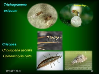 Trichogramma
 exiguum




Crisopas
Chrysoperla asoralis
Ceraeochrysa cinta



  28/11/2011 20:46     20
 