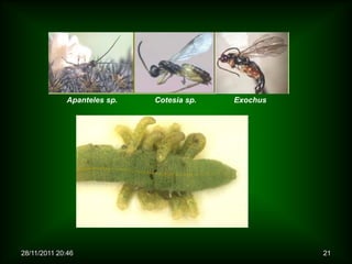 Apanteles sp.   Cotesia sp.   Exochus




28/11/2011 20:46                                     21
 