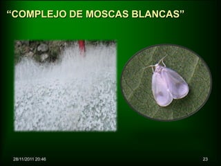 “COMPLEJO DE MOSCAS BLANCAS”




 28/11/2011 20:46              23
 