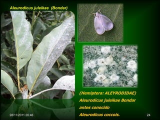 Aleurodicus juleikae (Bondar)




                                (Hemiptera: ALEYRODIDAE)
                                Aleurodicus juleikae Bondar
                                antes conocido
28/11/2011 20:46                Aleurodicus coccois.          24
 