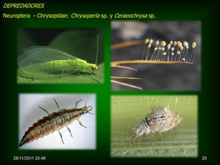 DEPREDADORES
Neuroptera - Chrysopidae: Chrysoperla sp. y Ceraeochrysa sp.




   28/11/2011 20:46                                            25
 