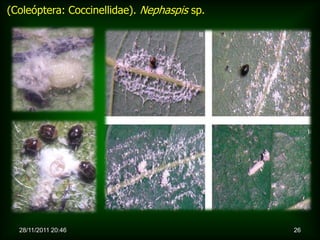 (Coleóptera: Coccinellidae). Nephaspis sp.




  28/11/2011 20:46                           26
 