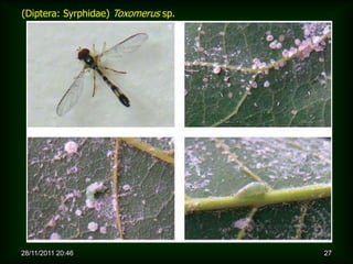 (Diptera: Syrphidae) Toxomerus sp.




28/11/2011 20:46                     27
 