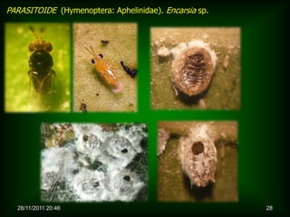 PARASITOIDE (Hymenoptera: Aphelinidae). Encarsia sp.




  28/11/2011 20:46                                     28
 
