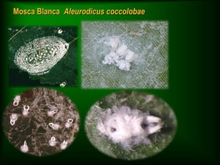 Mosca Blanca Aleurodicus coccolobae
 