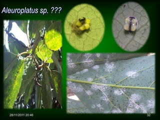 Aleuroplatus sp. ???




  28/11/2011 20:46     32
 