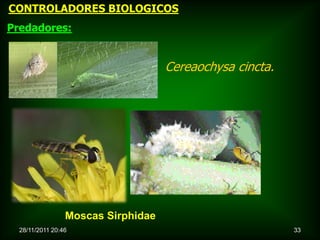 CONTROLADORES BIOLOGICOS
Predadores:


                                    Cereaochysa cincta.




                 Moscas Sirphidae
  28/11/2011 20:46                                        33
 