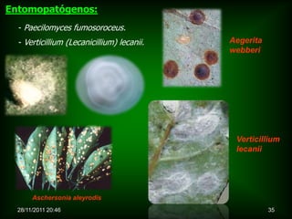 Entomopatógenos:
  - Paecilomyces fumosoroceus.
  - Verticillium (Lecanicillium) lecanii.   Aegerita
                                            webberi




                                             Verticillium
                                             lecanii




       Aschersonia aleyrodis
  28/11/2011 20:46                                     35
 
