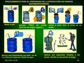 PROCEDIMIENTO PARA EL PREPARADO DE LA PRODUCCIÓN DE HONGOS
                         ENTOMOPATOGENOS




   Medir el pH        agregar 100ml de aceite        Lavar y colar bien el arroz en un
                      agrícola de origen vegetal y   balde




Mezclar este biopreparado que debe ser de      Aplicar por aspersión dirigida a las
2 a 4 kilos de hongo por cilindro de agua.     zonas donde se encuentre la plaga
   28/11/2011 20:46                                                              36
 