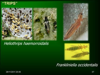 “TRIPS”




Heliothrips haemorroidalis




                             Frankliniella occidentalis
 28/11/2011 20:46                                  37
 