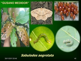 “GUSANO MEDIDOR”




                     Sabulodes aegrotata
  28/11/2011 20:46                         40
 
