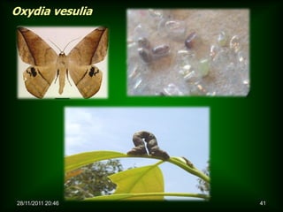 Oxydia vesulia




28/11/2011 20:46   41
 