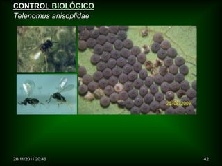 CONTROL BIOLÓGICO
Telenomus anisoplidae




28/11/2011 20:46        42
 
