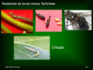 Parasitoide de larvas mosca Tachinidae




                                   Crisopa




  28/11/2011 20:46                           43
 