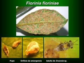 Fiorinia fioriniae




              Encarsia citrina




Pupa   Orificio de emergencia    Adulto de Encarsia sp.
 