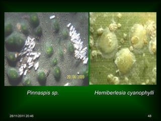 Pinnaspis sp.   Hemiberlesia cyanophylli



28/11/2011 20:46                                48
 