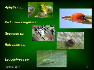 Aphytis spp.



Cicloneda sanguinea


Scymnus sp.


Rhizobius sp.



Leucochrysa sp.

28/11/2011 20:47      49
 
