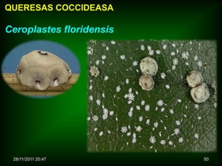 QUERESAS COCCIDEASA

Ceroplastes floridensis




 28/11/2011 20:47         50
 