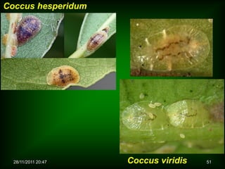 Coccus hesperidum




  28/11/2011 20:47   Coccus viridis   51
 