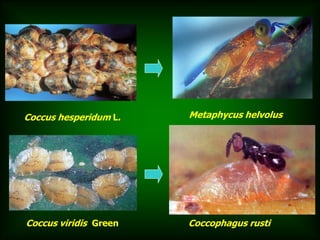 Coccus hesperidum L.   Metaphycus helvolus




Coccus viridis Green   Coccophagus rusti
 