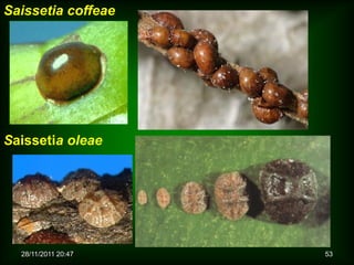 Saissetia coffeae




Saissetia oleae




  28/11/2011 20:47   53
 