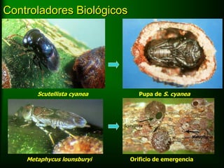 Controladores Biológicos




       Scutellista cyanea      Pupa de S. cyanea




    Metaphycus lounsburyi   Orificio de emergencia
 