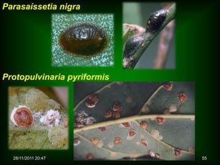 Parasaíssetia nigra




Protopulvinaria pyriformis




  28/11/2011 20:47           55
 