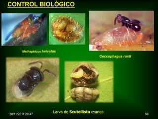 CONTROL BIOLÓGICO




        Methaphicus helvolus
                                                  Coccophagus rusti




28/11/2011 20:47
                          Larva de Scutellista cyanea                 56
 