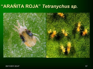 “ARAÑITA ROJA” Tetranychus sp.




 28/11/2011 20:47                57
 