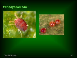 Panonychus citri




 28/11/2011 20:47   58
 