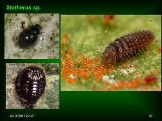 Stethorus sp.




 28/11/2011 20:47   60
 