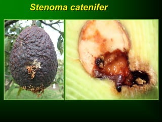 Stenoma catenifer
 
