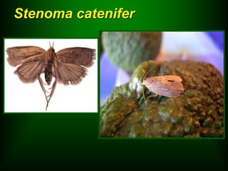 Stenoma catenifer
 