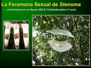 La Feromona Sexual de Stenoma
• La feromona es un dieyne (9Z)-9,13-tetradecadien-11-ynal
 